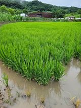 팜모닝 내 농사 경력 자랑하기·참여 게시글 이미지