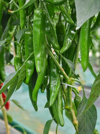 양철주님의 내 농사 경력 자랑하기 · 참여 작성글 사진