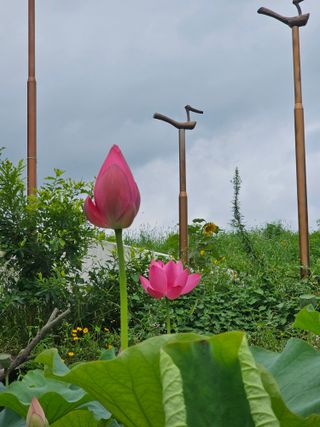 양철주님의 내 농사 경력 자랑하기 · 참여 작성글 사진