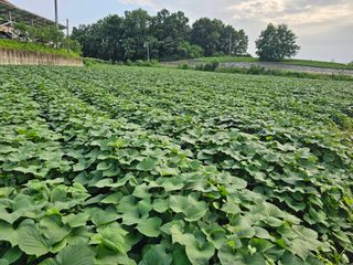 양철주님의 내 농사 경력 자랑하기 · 참여 작성글 사진