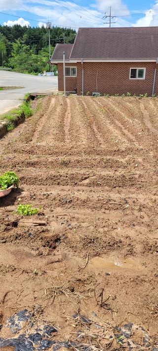 김기철님의 들깨 · 영농일지 작성글 사진