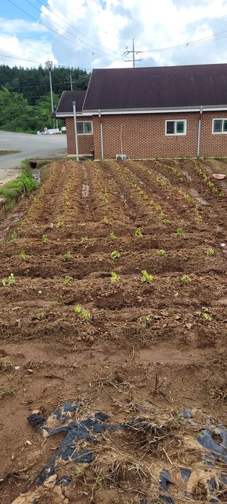 김기철님의 들깨 · 영농일지 작성글 사진