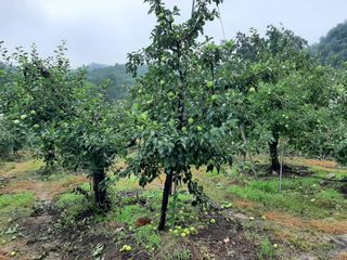 강성민님의 사과 · 영농일지 작성글 사진