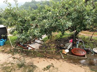 강성민님의 사과 · 영농일지 작성글 사진