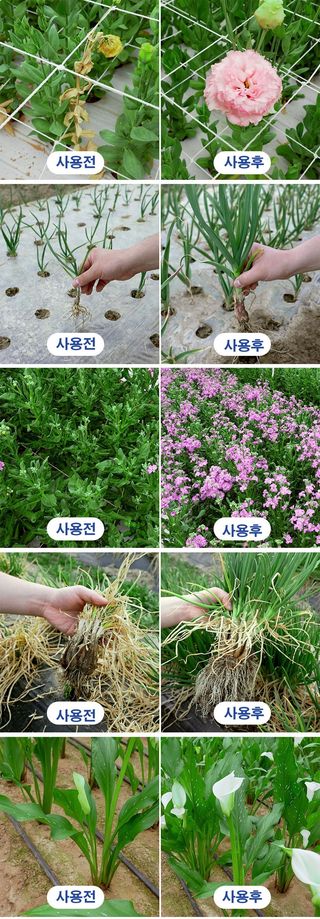 단지바이오님의 작성글 사진