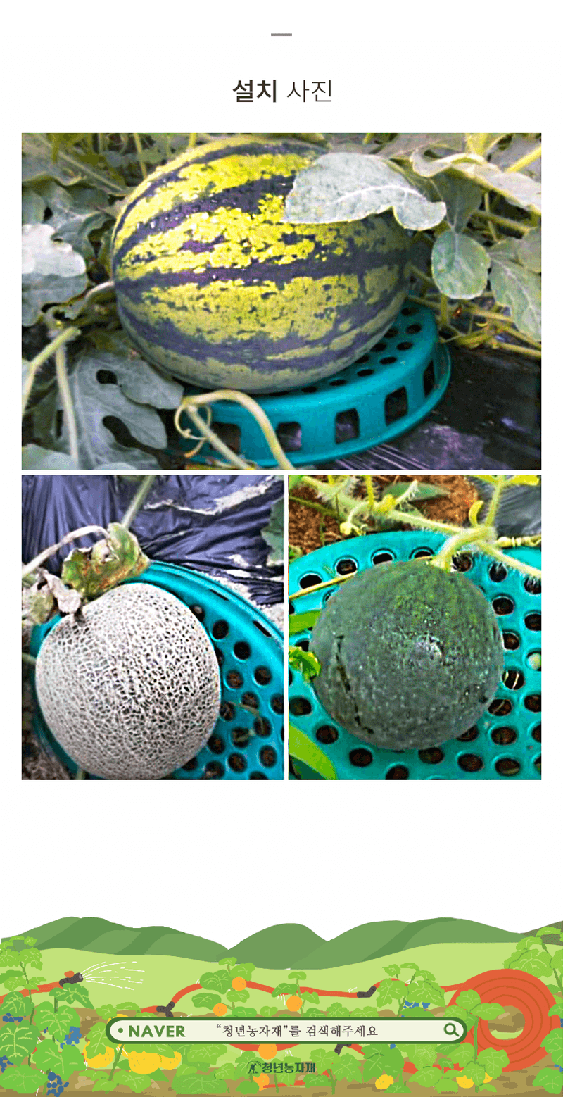 청년농자재님의 장터 판매 상품 [타원형 수박받침대 참외받침대 과일받침대 중형 대형 ] 첨부 사진