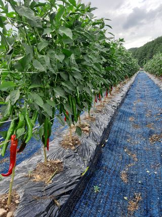 손병호님의 내 농사 경력 자랑하기 · 참여 작성글 사진