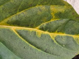 김종국님의 고추 · 병해충상담 작성글 사진