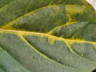 김종국님의 고추 · 병해충상담 작성글 사진