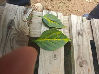 김종국님의 고추 · 병해충상담 작성글 사진