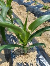 팜모닝 옥수수·병해충상담 게시글 이미지