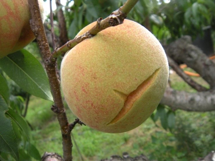 (주)누보님의 장터 판매 상품 [(주)누보_열과 예방 및 저장성 증대 전문자재 크랙윈 500ml] 첨부 사진