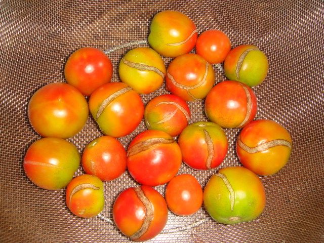 (주)누보님의 장터 판매 상품 [(주)누보_열과 예방 및 저장성 증대 전문자재 크랙윈 500ml] 첨부 사진