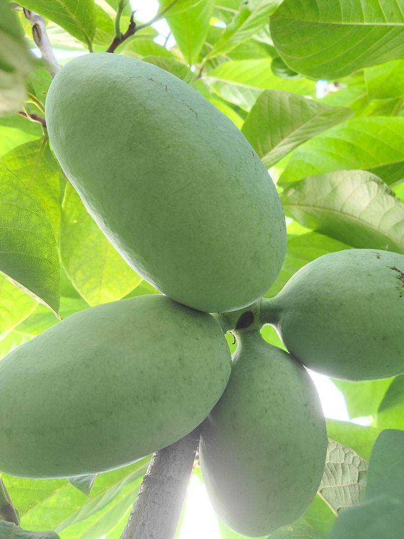 김안식~납작복숭아님의 장터 판매 상품 [포포열매 ] 첨부 사진