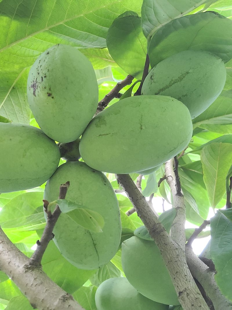 김안식~납작복숭아님의 장터 판매 상품 [포포열매 ] 첨부 사진