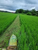 팜모닝 벼·영농일지 게시글 이미지