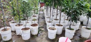 고동옥님의 두릅 · 영농일지 작성글 사진