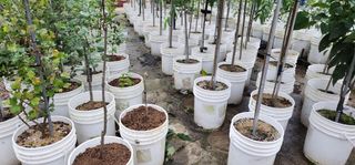 고동옥님의 두릅 · 영농일지 작성글 사진