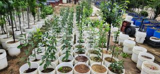 고동옥님의 두릅 · 영농일지 작성글 사진