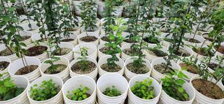 고동옥님의 두릅 · 영농일지 작성글 사진