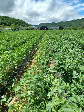 여규엽님의 콩 · 영농일지 작성글 사진