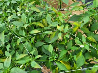 유경임님의 고추 · 병해충상담 작성글 사진