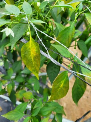 유경임님의 고추 · 병해충상담 작성글 사진