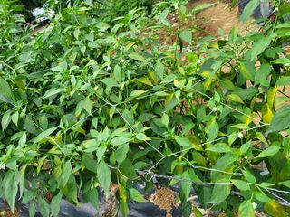 유경임님의 고추 · 병해충상담 작성글 사진