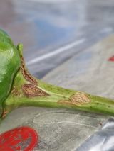 팜모닝 고추·병해충상담 게시글 이미지