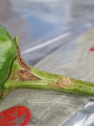 신순례님의 고추 · 병해충상담 작성글 사진