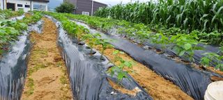 강화초보농부님의 콩 · 병해충상담 작성글 사진