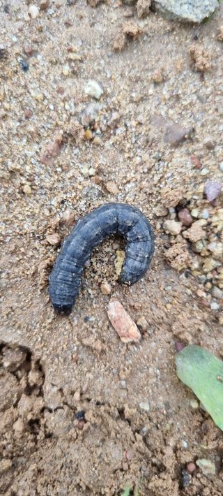 강화초보농부님의 콩 · 병해충상담 작성글 사진