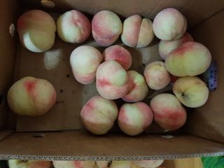 문성농장15146님의 감 · 영농일지 작성글 사진