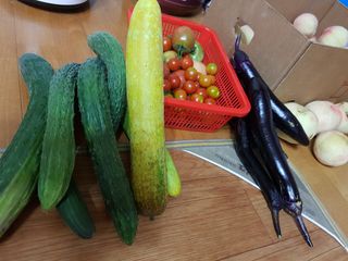 문성농장15146님의 감 · 영농일지 작성글 사진