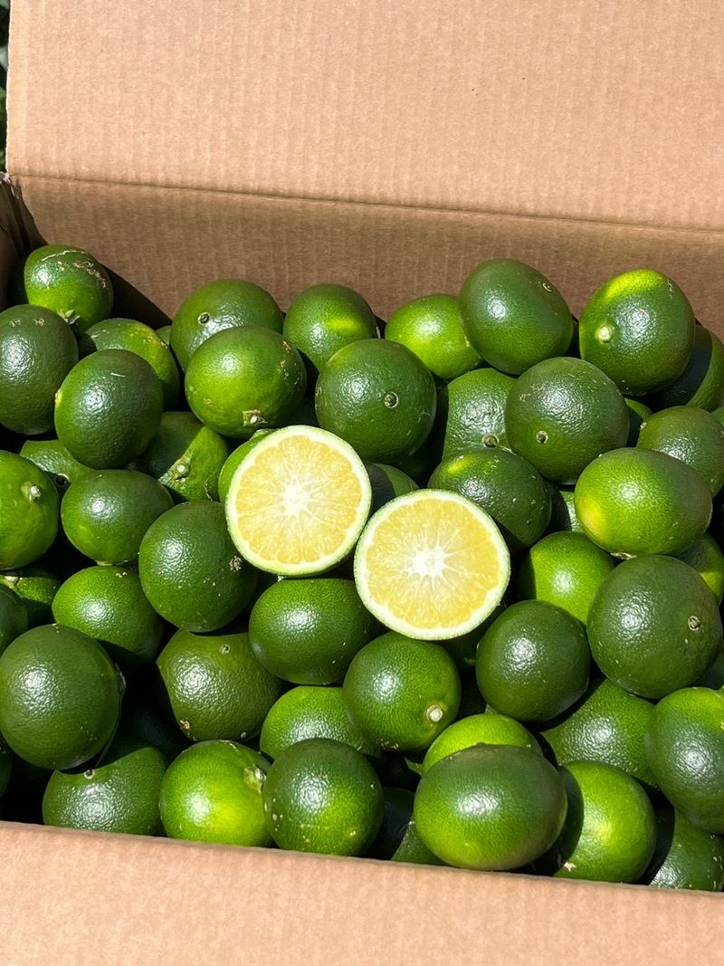 제주감귤소녀님의 장터 판매 상품 [[무료배송] 풋귤 잔류 농약검사 완료🍊 올해 첫 수확 건강한 풋귤 판매합니다] 첨부 사진