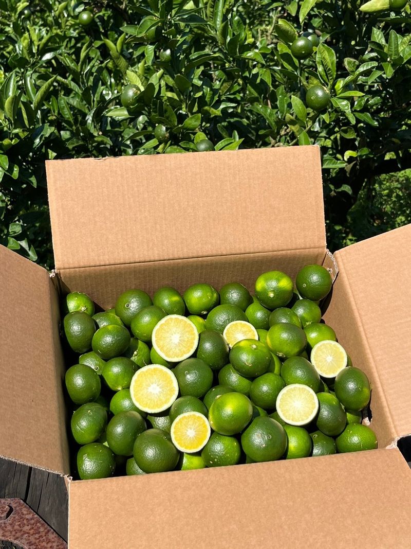 제주감귤소녀님의 장터 판매 상품 [[무료배송] 풋귤 잔류 농약검사 완료🍊 올해 첫 수확 건강한 풋귤 판매합니다] 첨부 사진