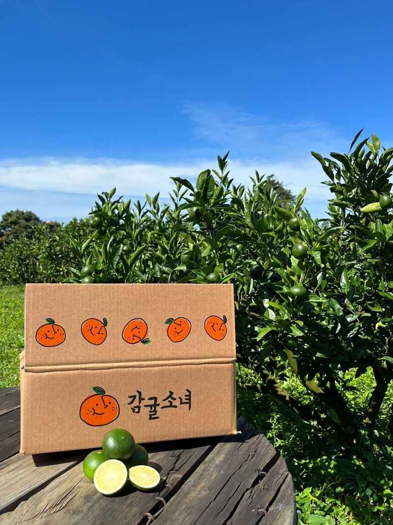 제주감귤소녀님의 장터 판매 상품 [[무료배송] 풋귤 잔류 농약검사 완료🍊 올해 첫 수확 건강한 풋귤 판매합니다] 첨부 사진