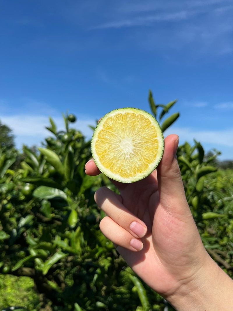 제주감귤소녀님의 장터 판매 상품 [[무료배송] 풋귤 잔류 농약검사 완료🍊 올해 첫 수확 건강한 풋귤 판매합니다] 첨부 사진