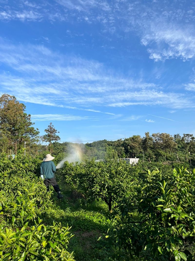 제주감귤소녀님의 장터 판매 상품 [[무료배송] 풋귤 잔류 농약검사 완료🍊 올해 첫 수확 건강한 풋귤 판매합니다] 첨부 사진