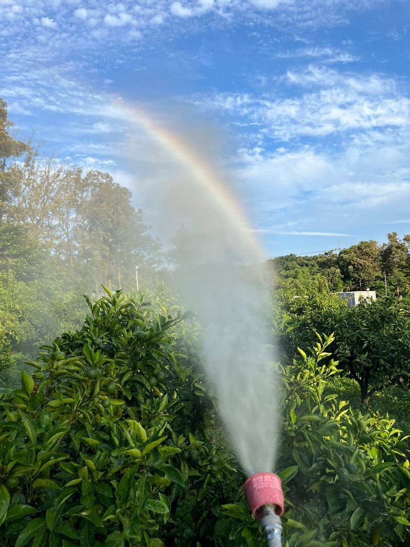 제주감귤소녀님의 장터 판매 상품 [[무료배송] 풋귤 잔류 농약검사 완료🍊 올해 첫 수확 건강한 풋귤 판매합니다] 첨부 사진