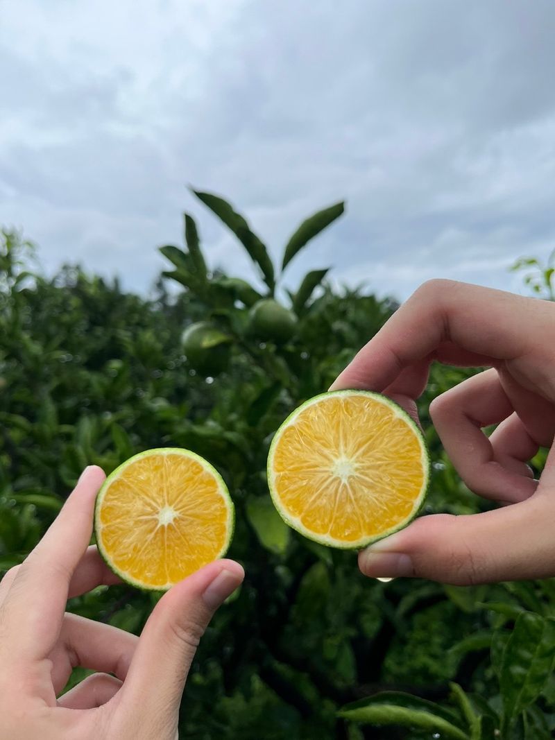 제주감귤소녀님의 장터 판매 상품 [[무료배송] 풋귤 잔류 농약검사 완료🍊 올해 첫 수확 건강한 풋귤 판매합니다] 첨부 사진