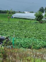 팜모닝 고구마·자유게시판 게시글 이미지