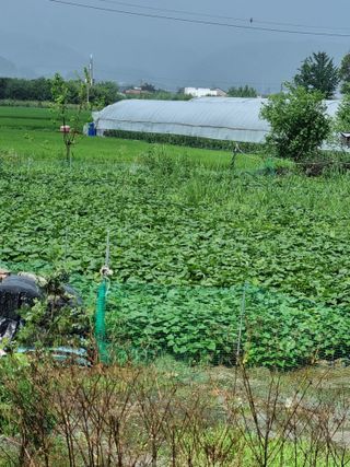 잔디밭이좋다님의 고구마 · 자유게시판 작성글 사진