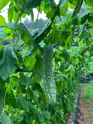 엘림농장님의 기타작물 · 자유게시판 작성글 사진