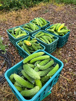 엘림농장님의 기타작물 · 자유게시판 작성글 사진