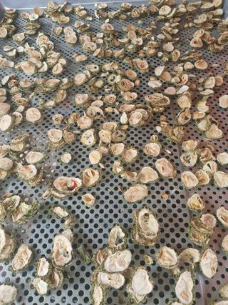 엘림농장님의 기타작물 · 자유게시판 작성글 사진