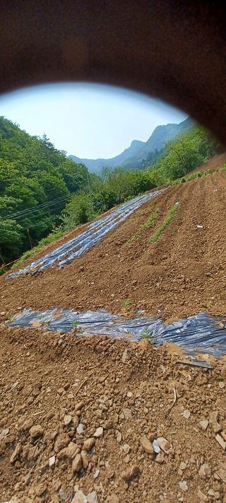 지금숙님의 기타작물 · 병해충상담 작성글 사진