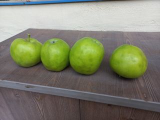 정석운님의 사과 · 병해충상담 작성글 사진