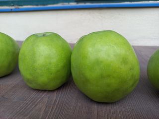 정석운님의 사과 · 병해충상담 작성글 사진