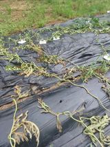 팜모닝 기타작물·병해충상담 게시글 이미지